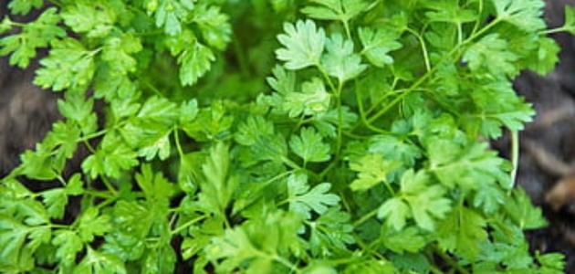 البقدونس والكزبرة..ما الفرق بينهما؟