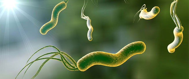 جرثومة المعدة