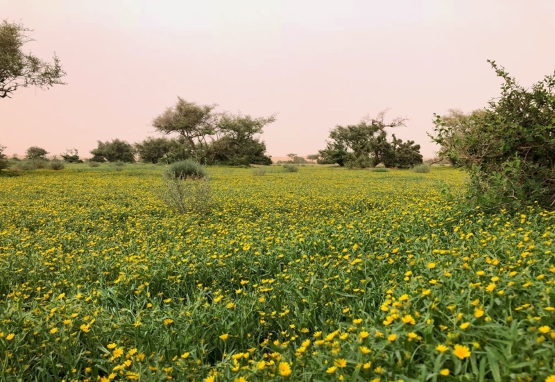 روضة التنهات