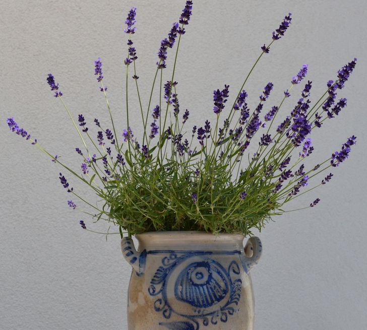 نباتات منزلية تجعل رائحة منزلك جميلة ومنعشة