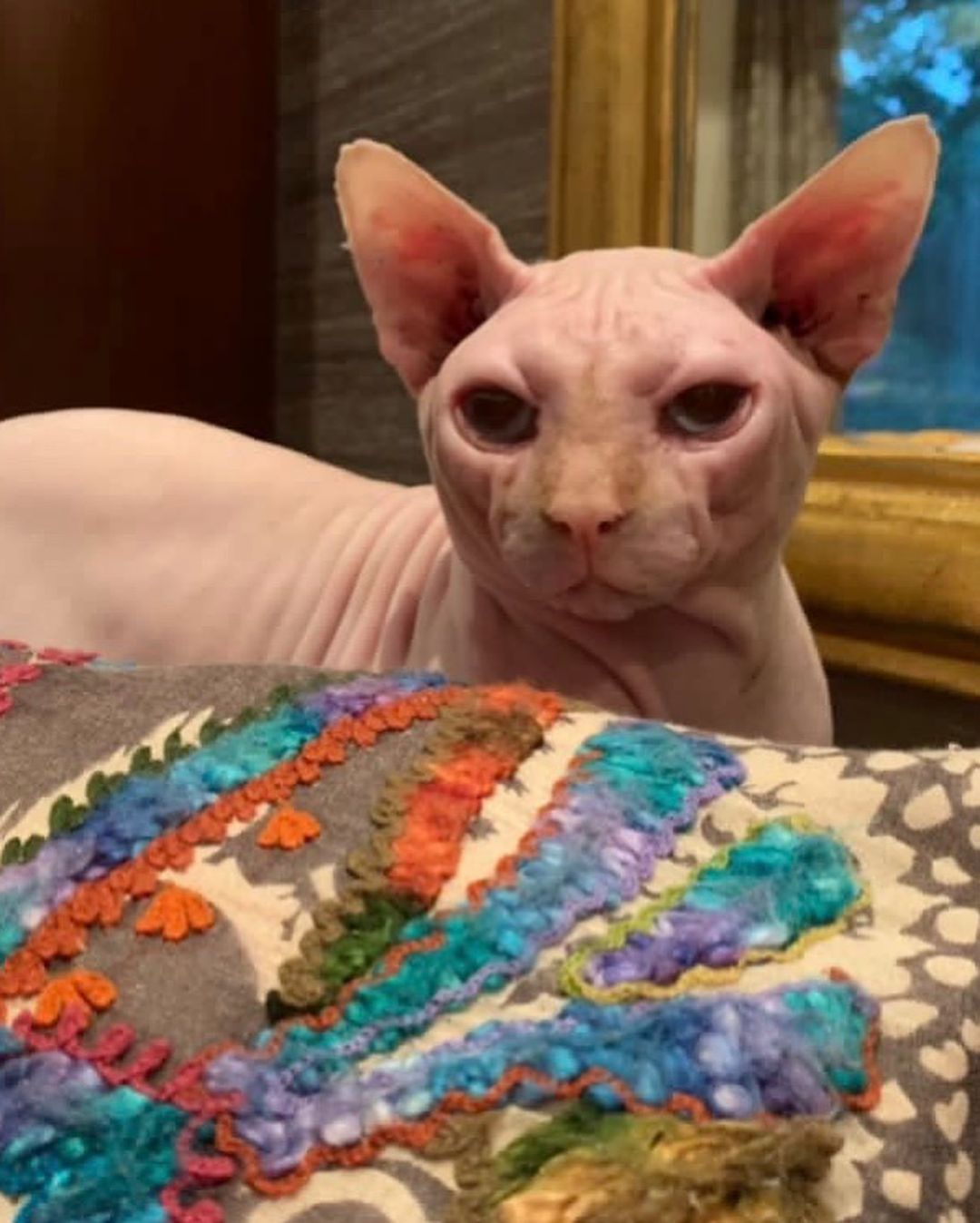 قطة ياسمين عبد العزيز