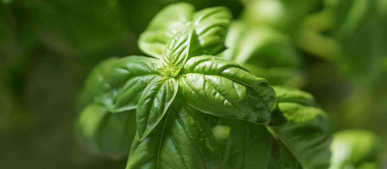 الريحان المقدس