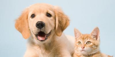 الدورة الشهرية عند الحيوانات.. أبرز الأنواع التي تحيض