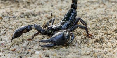 تفسير حلم العقرب بمختلف تأويلاته