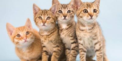 حساسية القطط.. هل هي خطيرة وما اعراضها