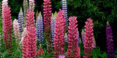 البرسيم الأحمر..الفوائد والاستخدامات والآثار الجانبية