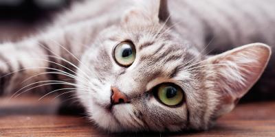 رؤية القط في الحلم!