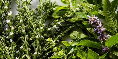 8 أعشاب مفيدة لعلاج الأمراض المختلفة.. تعرفي عليها