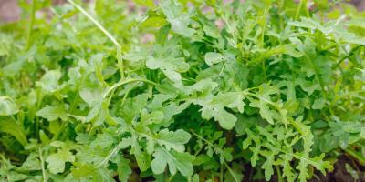 3 أقنعة من الجرجير للتمتع بشعر صحي ولامع