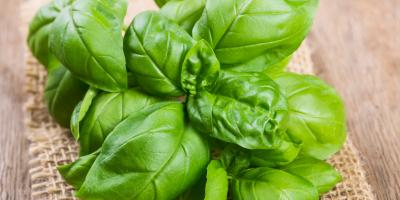 7 فوائد صحية لنبات الريحان المقدس.. تعرفي عليها