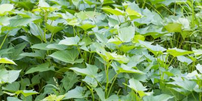 الفوائد الصحية لأوراق البطاطا الحلوة 