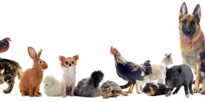 من الكلاب للطيور.. ماذا يعني ظهور هذه الحيوانات في حلمك؟