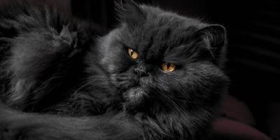 تفسير حلم القطط السوداء