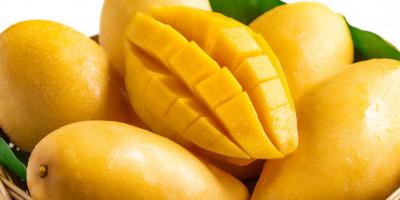 تعرفي على الفوائد والكنوز الصحية لزيت بذور المانجو