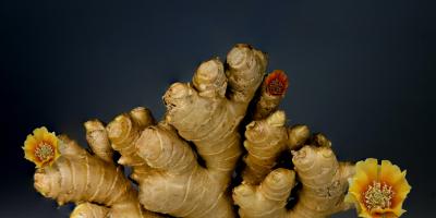 7 من فوائد خليط الثوم والزنجبيل المذهلة..تعرفي عليها