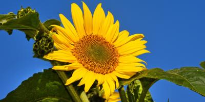  بذور تضاف للطعام وتساعد على تقوية الشعر