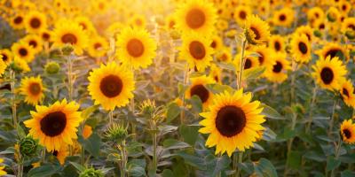 5 أطعمة يجب إدراجها لنظامك الغذائي لزيادة الخصوبة.. تعرف عليها