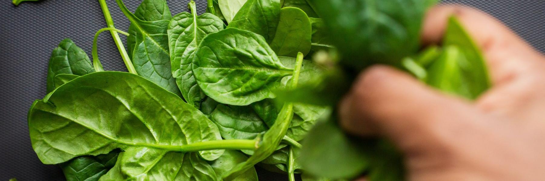 السبانخ