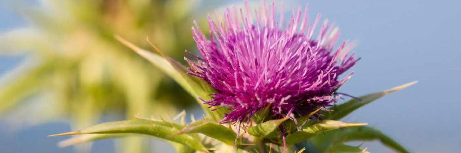 الحرشف البري