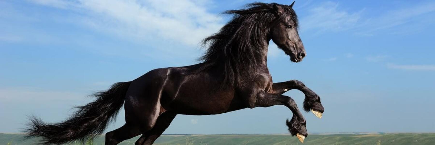 الحصان في الحلم