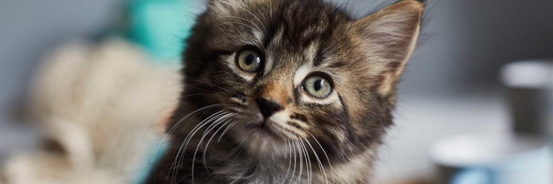 في اليوم العالمي للحيوان..شاهدي أبرز صور الحيوانات التي نالت جوائز عالمية!