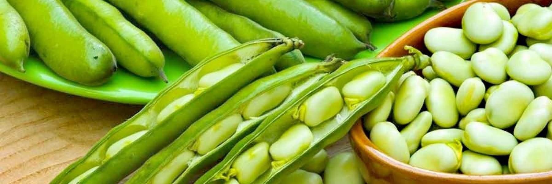 تعرفي على فوائد الفول الأخضر