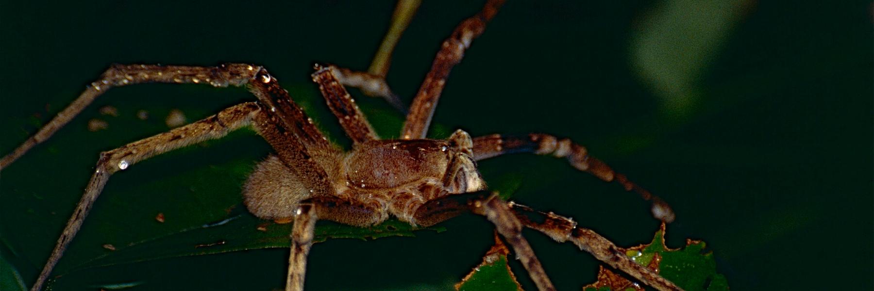 العنكبوت البرازيلي الجوال القاتل