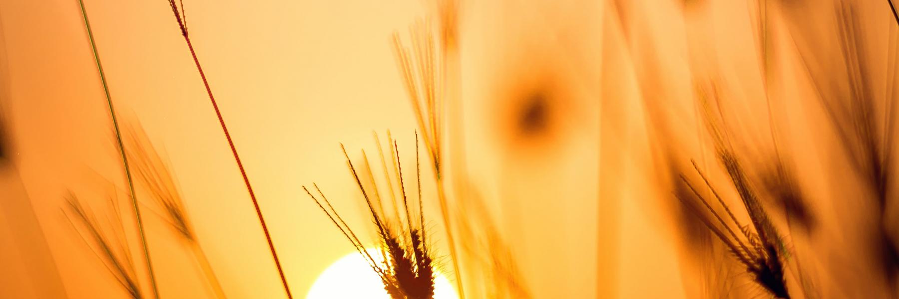 دعاء اليوم السابع عشر من رمضان