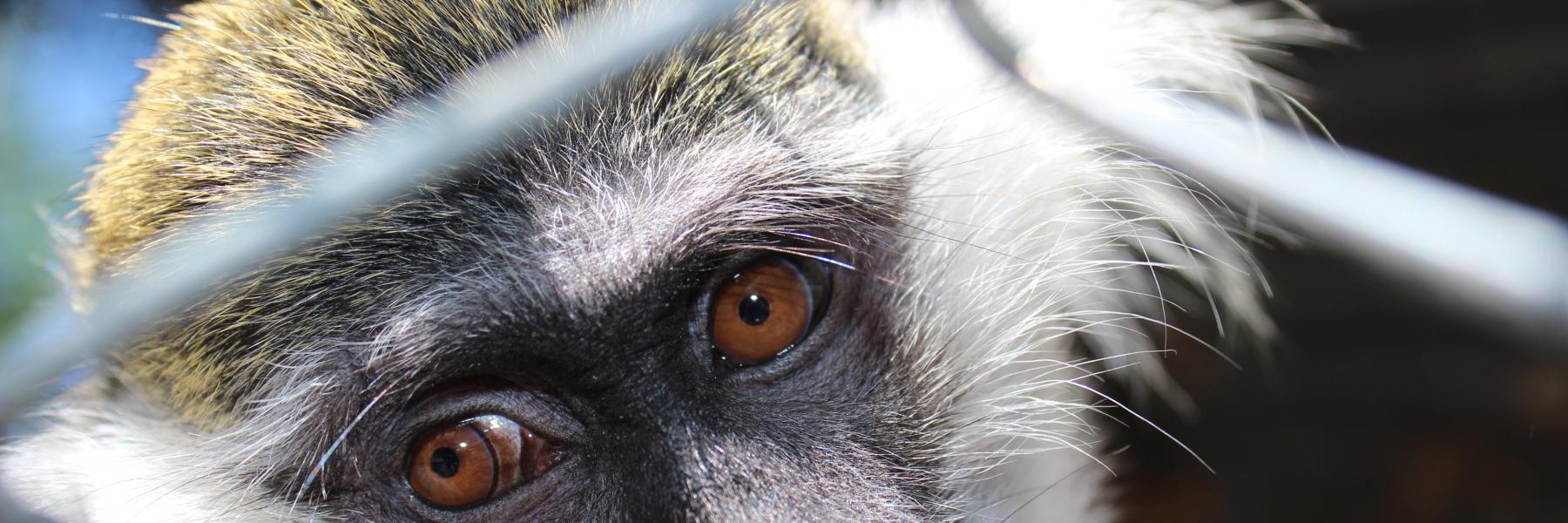 اليوم العالمي لحقوق الحيوان 2020