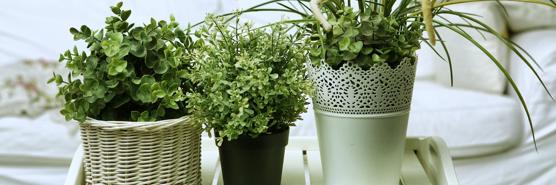 ترشيحات النباتات المنزلية التي ستكون مفضلة في 2021
