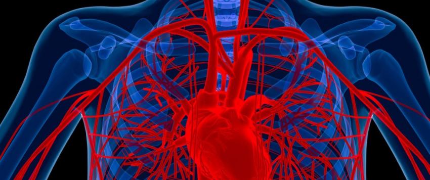 أوعية دموية