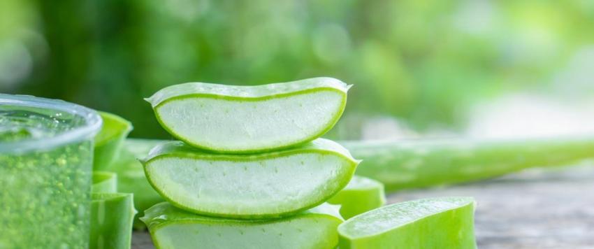 الألوفيرا