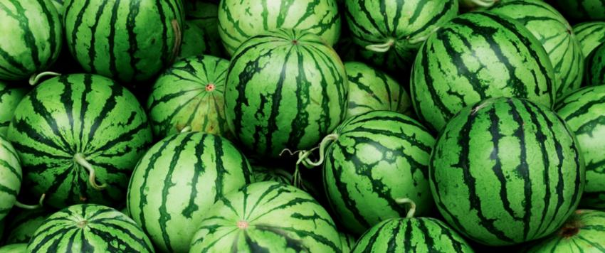 تناول البطيخ