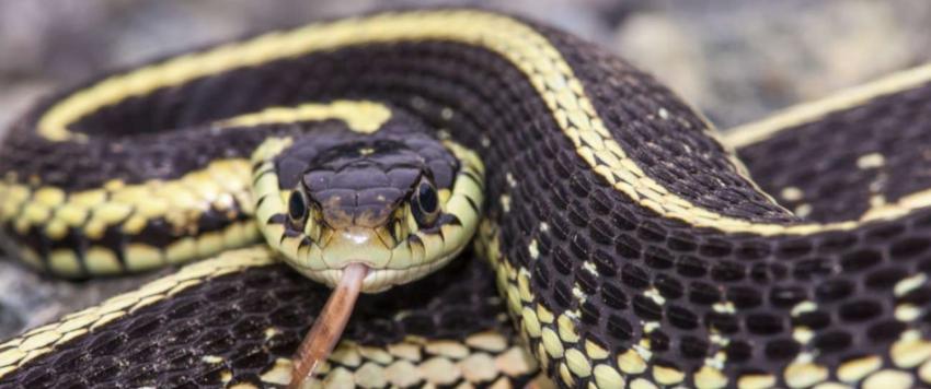 الثعبان في الحلم