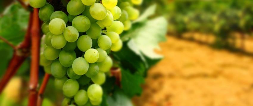 الحصرم في المنام