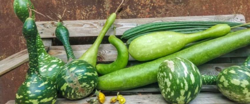 القرع الأخضر