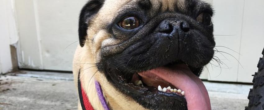 الكلب المصاب