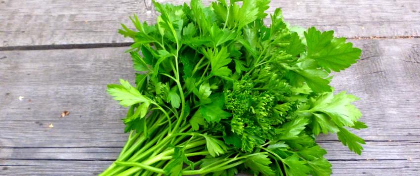 يحارب البقدونس فقر الدّم