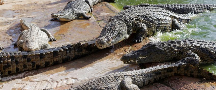 حلم التمساح