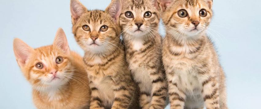 حساسية القطط