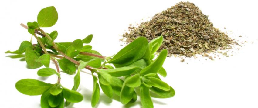 عشبة برقدوش