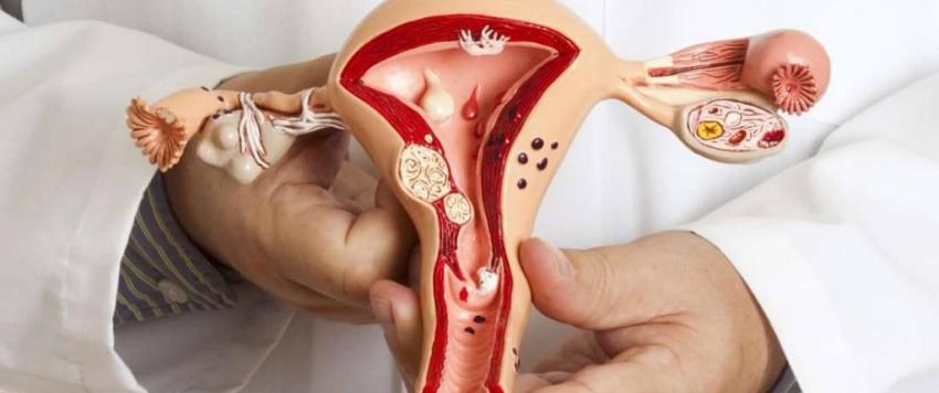 فطريات المهبل