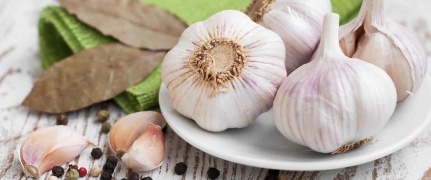 فوائد الثوم