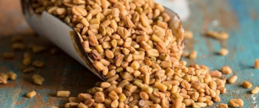 فوائد الحلبة