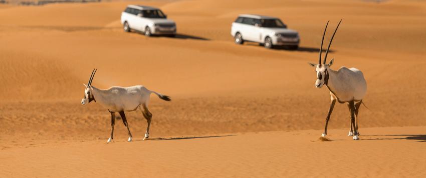 محمية دبي الصحراوية تطلق تقريرها السنوي الأول