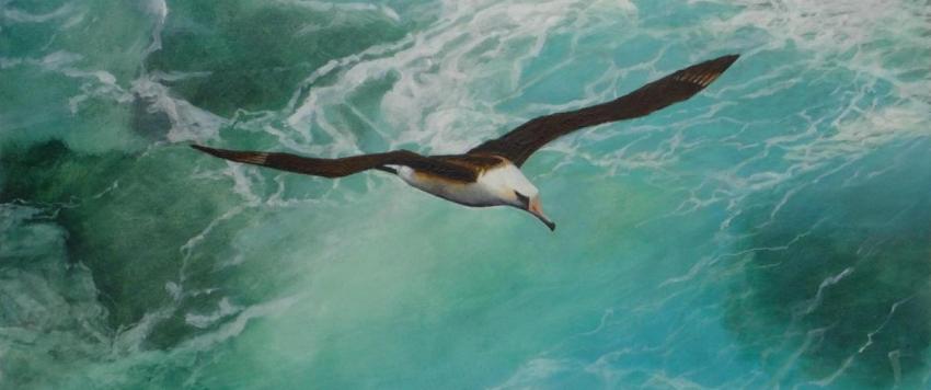 أكبر طائر بري في العالم ينجب في سن السبعين