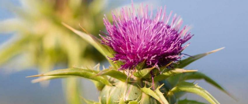 الحرشف البري