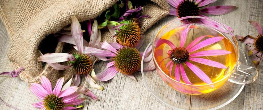 أقوى 7 نباتات طبية مدعومة بالدراسات والأبحاث..تعرفي عليها