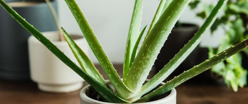 8 استخدامات للألوفيرا