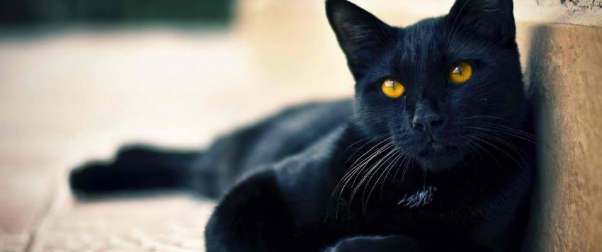 هل القط الأسود في المنام هو قرين الإنسان؟